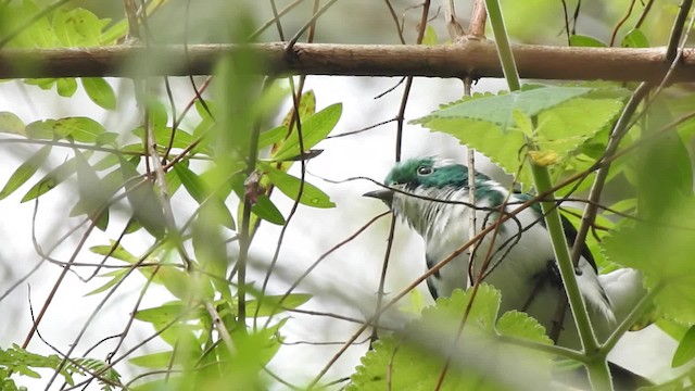 Klaas's Cuckoo - ML201610951