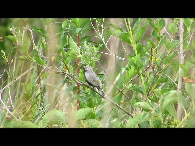 Black-bellied Seedeater - ML201611011