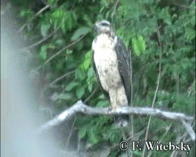 Schwarzbussard (urubitinga) - ML201611041