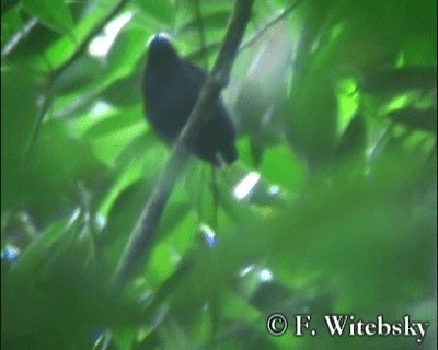White-crowned Manakin (Amazonian) - ML201611081