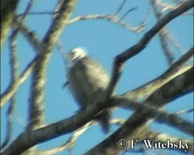 Harpy Eagle - ML201611101