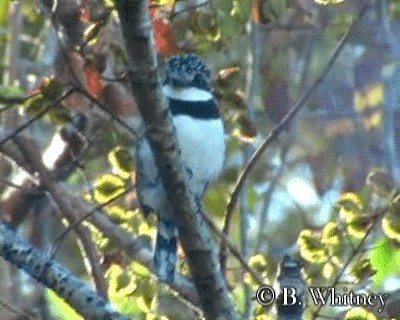 Buco Pío (tectus/picatus) - ML201611121