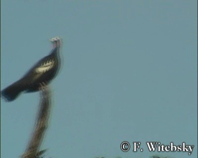 Red-throated Piping-Guan (White-crested) - ML201611131