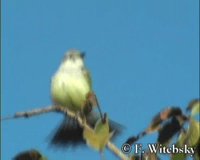 Suiriri Flycatcher - ML201611151