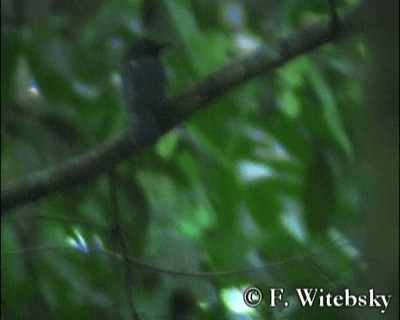 Saturnine Antshrike - ML201611171