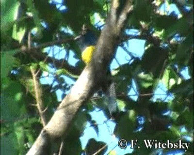 trogon amazonský - ML201611191