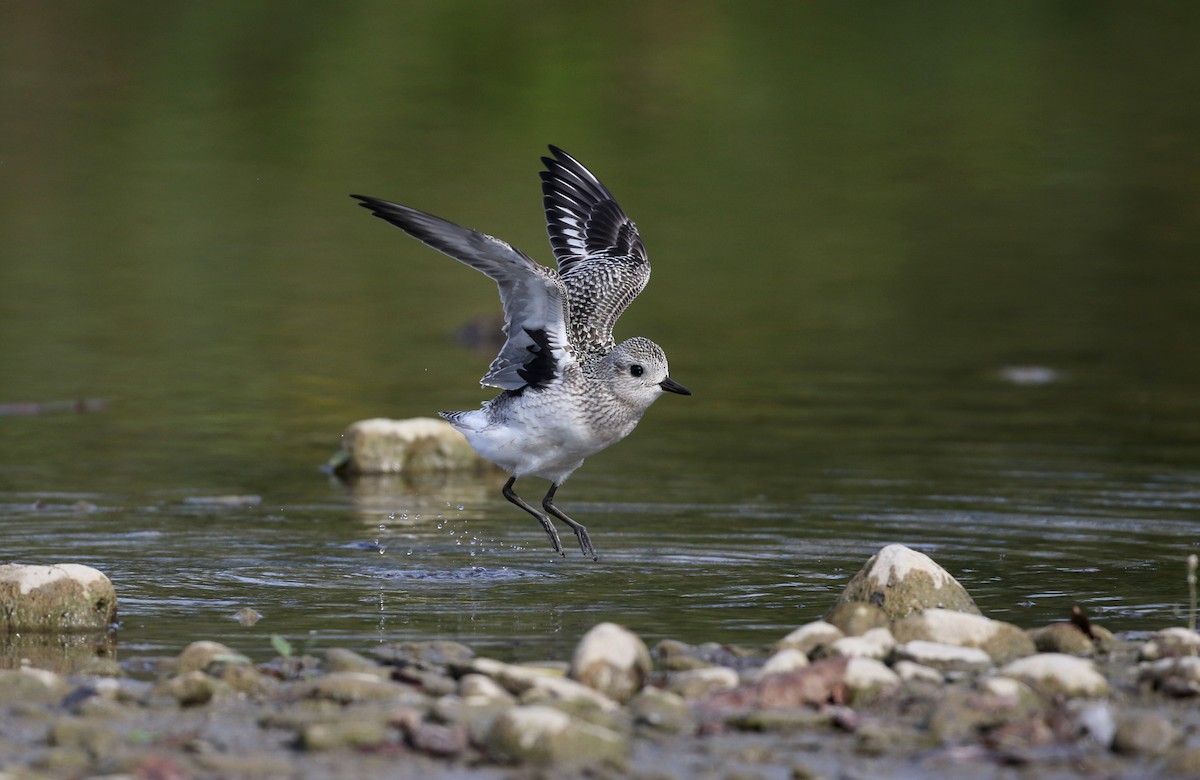 Black-bellied Plover - ML20161121