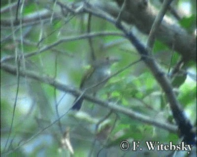 Rusty-fronted Tody-Flycatcher - ML201611291