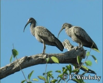 Plumbeous Ibis - ML201611321