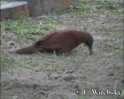 Great Rufous Woodcreeper - ML201611331