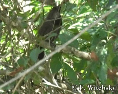 Purplish Jay - ML201611391