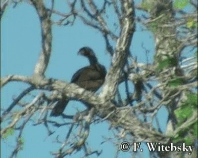 Chachalaca Charata - ML201611431