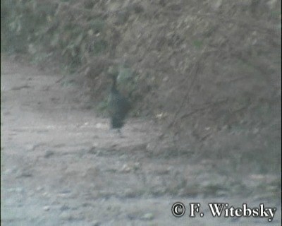 Chestnut-bellied Guan - ML201611441