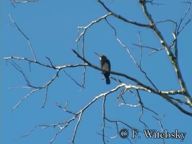 Brown Jacamar - ML201611481