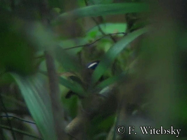 Chestnut-belted Gnateater - ML201611501