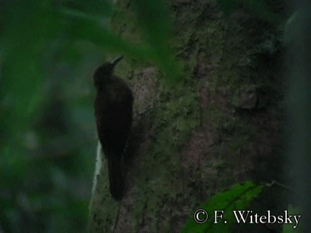 White-chinned Woodcreeper - ML201611511