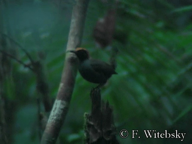 Rufous-capped Antthrush - ML201611541