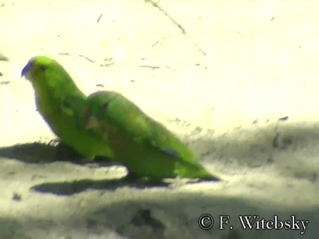 Dusky-billed Parrotlet (Dusky-billed) - ML201611551