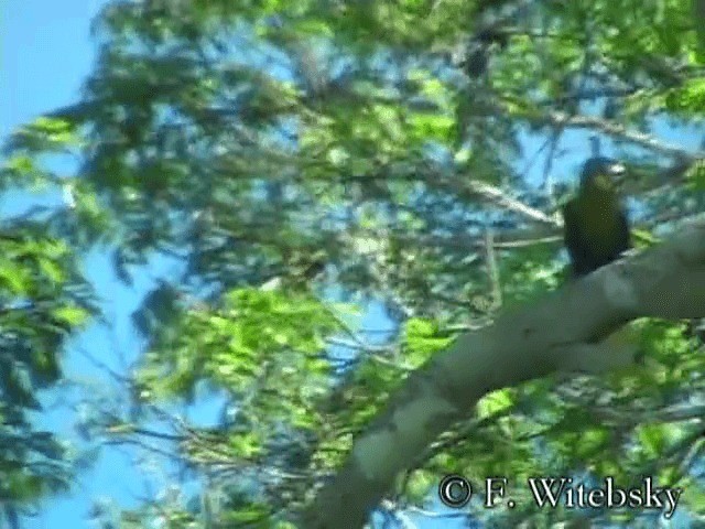Parástirnvogel (yuracares/neivae) - ML201611561