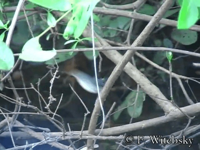 Band-tailed Antbird - ML201611581