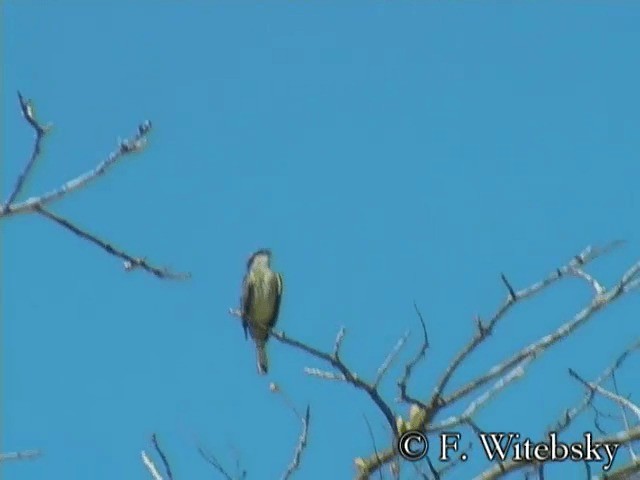 Piratic Flycatcher - ML201611591