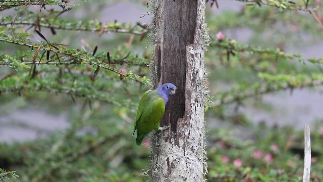 Loro Cabeciazul (menstruus/rubrigularis) - ML201611601