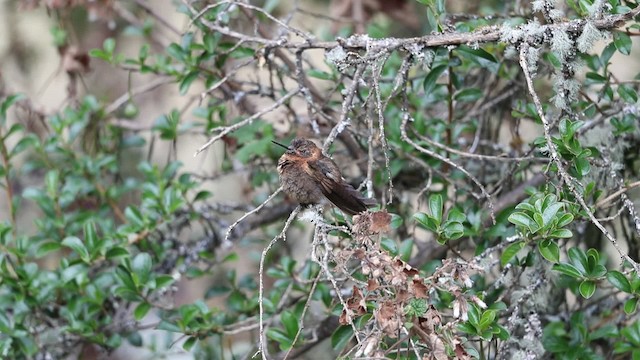 Colibrí Condecorado - ML201611611