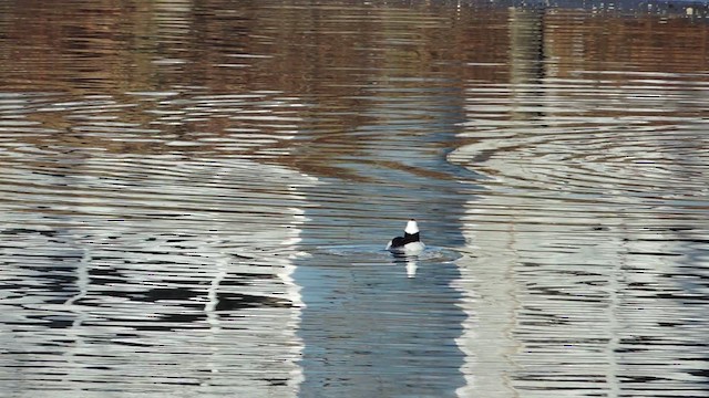 Bufflehead - ML201611631