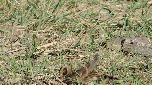 Lapland Longspur - ML201611641