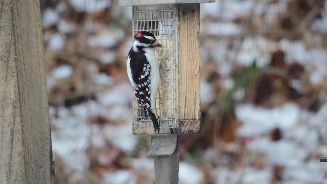 Downy Woodpecker (Eastern) - ML201611651