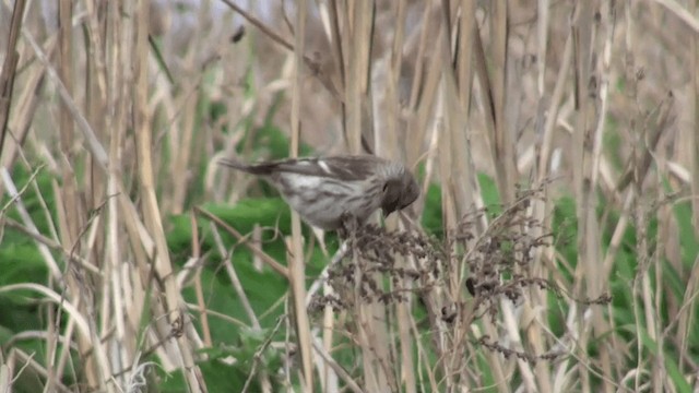 Common Redpoll - ML201611661