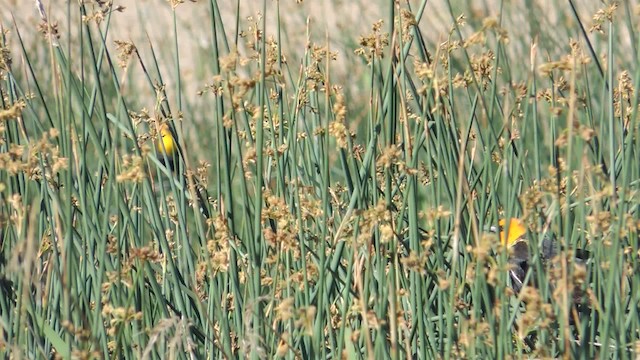 Yellow-headed Blackbird - ML201611671