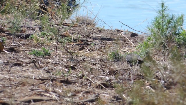 Yellow-headed Blackbird - ML201611681