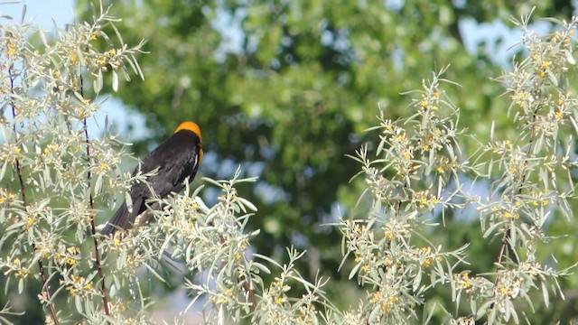 Yellow-headed Blackbird - ML201611691