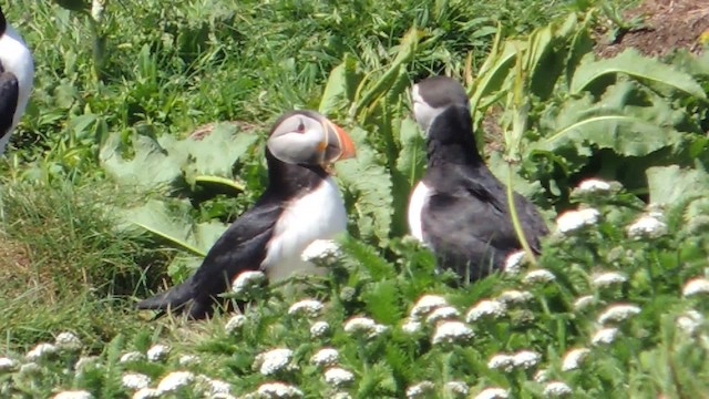 Atlantic Puffin - ML201611701