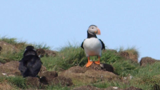 Atlantic Puffin - ML201611711