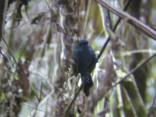 Parker's Antbird - ML201611791