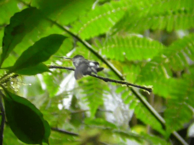 Tooth-billed Hummingbird - ML201611801