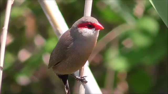 Common Waxbill - ML201611821