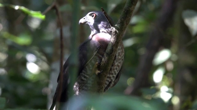 Double-toothed Kite - ML201611841