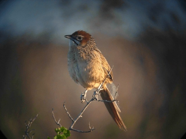 Cape Grassbird - ML201611911
