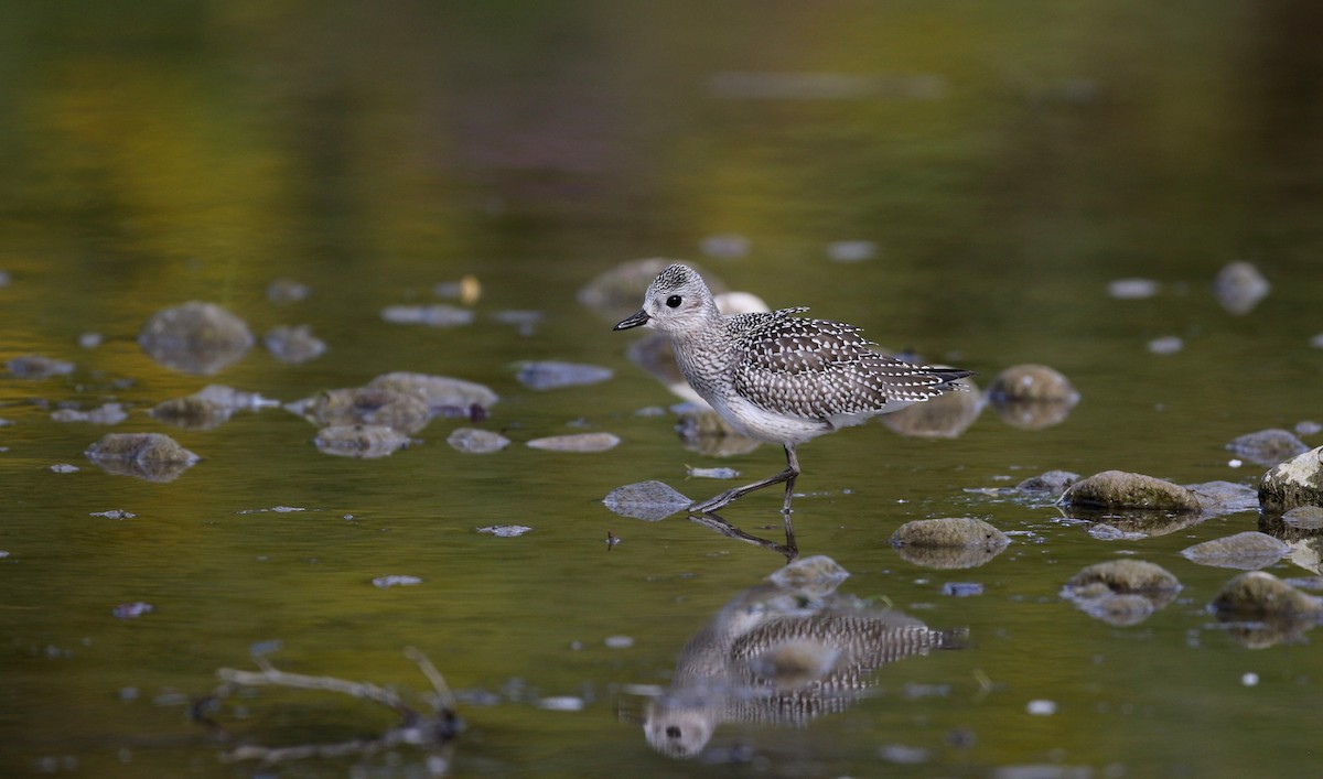 Black-bellied Plover - ML20161201