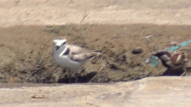 Kentish Plover - ML201612051