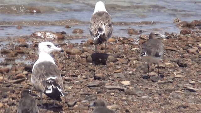 Gaviota Sombría (fuscus) - ML201612071