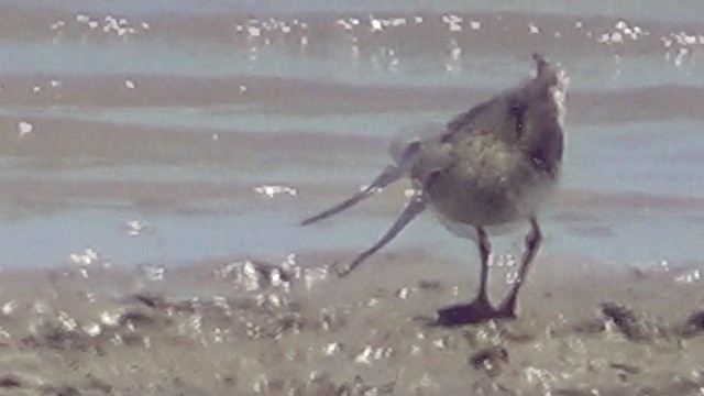 Terek Sandpiper - ML201612091