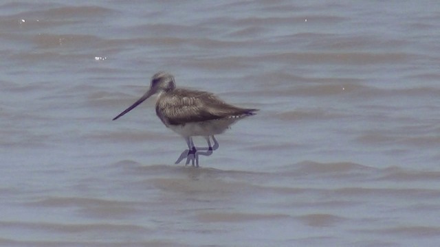 Bar-tailed Godwit - ML201612101