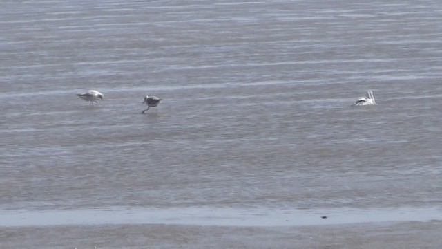 Slender-billed Gull - ML201612141