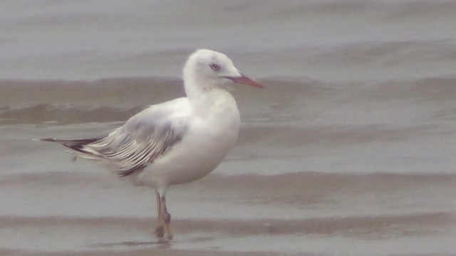 Slender-billed Gull - ML201612151