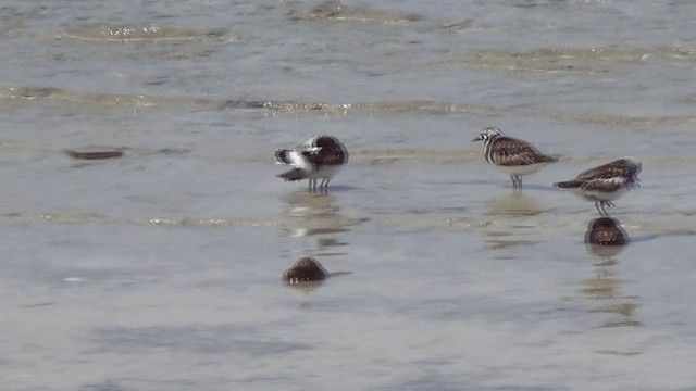 Ruddy Turnstone - ML201612161