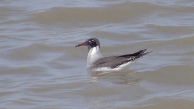 White-eyed Gull - ML201612171